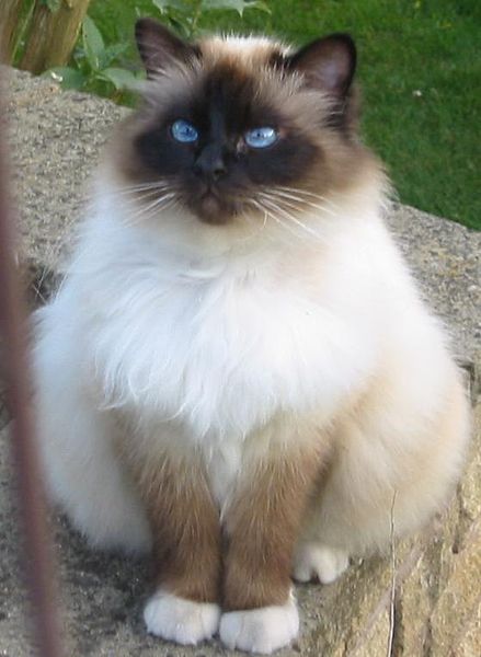 Asian cat fat Asian cat fat certainly